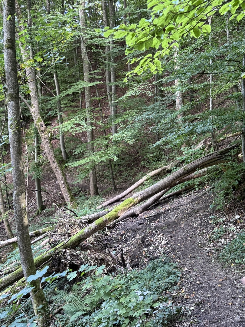 Wanderung Hohenwittlingen über Wolfschlucht Bad Urach - Galeriebild 2