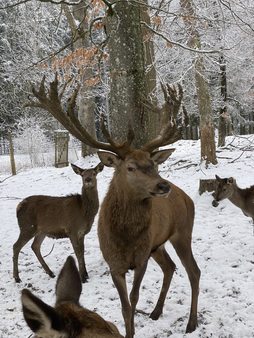 Wildgehege Laichingen: Winterausflug für Familien