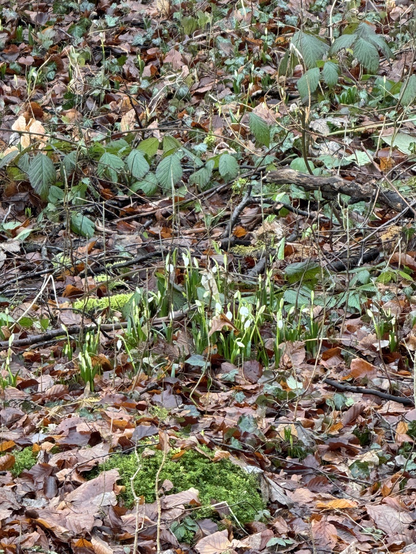 Märzenbecherpfad Bad Überkingen – Erlebnisweg für Familien
