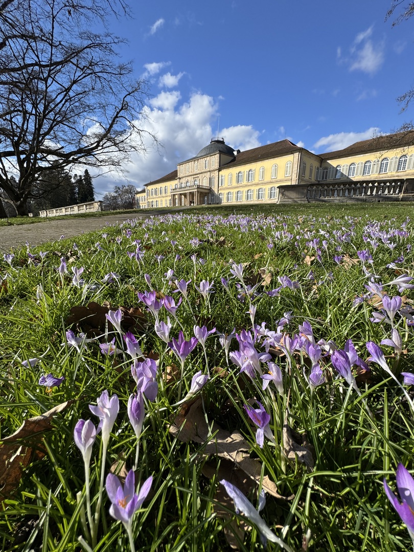 Krokusspaziergang & Schloss Hohenheim mit Familie erleben