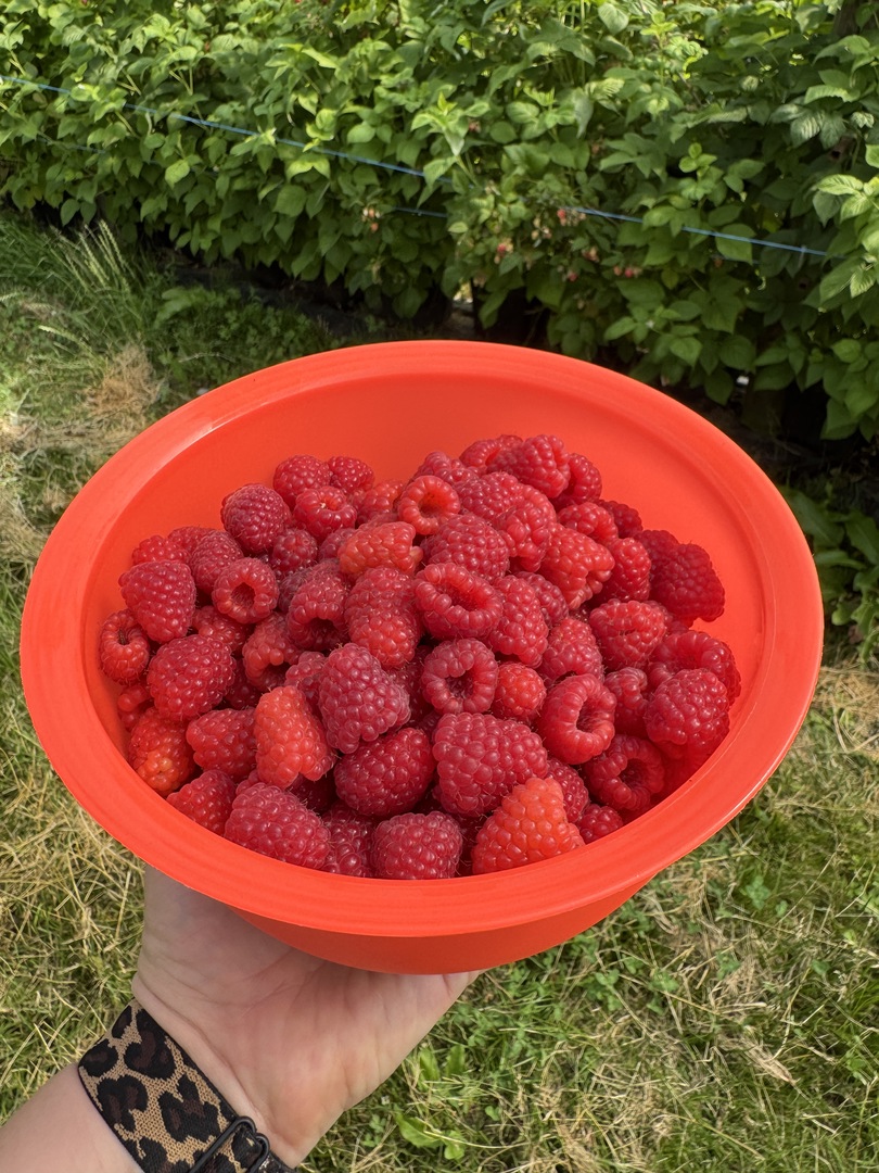 Himbeeren, Erdbeeren & Kirschen selbst pflücken in Nürtingen