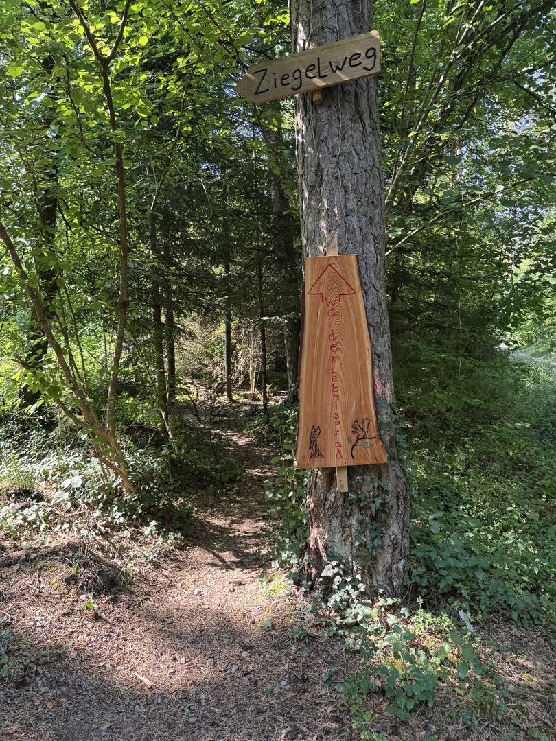 Walderlebnisweg Schadenweiler – Familienwanderung mit Kugelbahn, Barfußpfad & Wildschweinen - Familienausflug