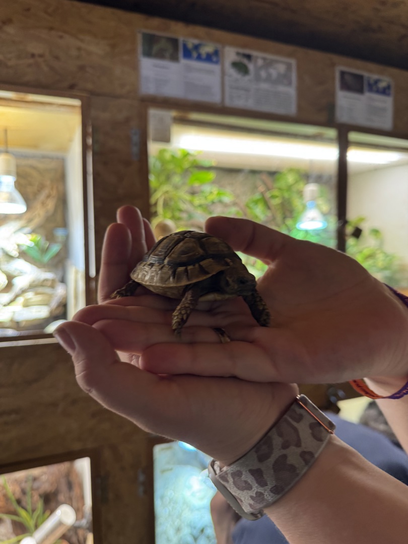 Schildkröten- und Reptilienzoo - Neu-Ulm