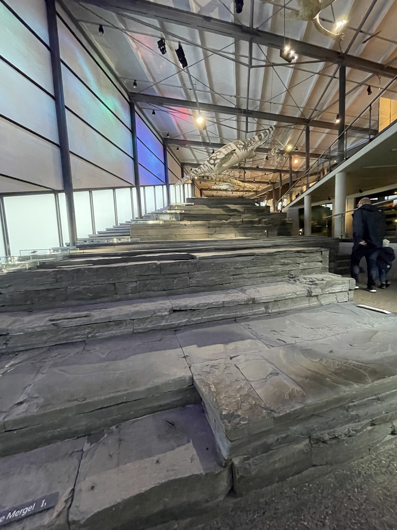 Urweltmuseum Hauff Holzmaden - Galeriebild 8