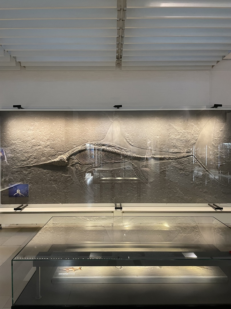 Urweltmuseum Hauff Holzmaden - Galeriebild 11
