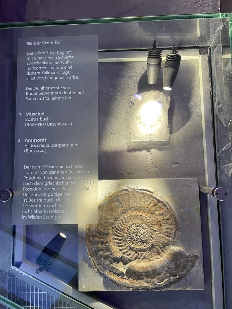 Urweltmuseum Hauff Holzmaden - Galeriebild 7