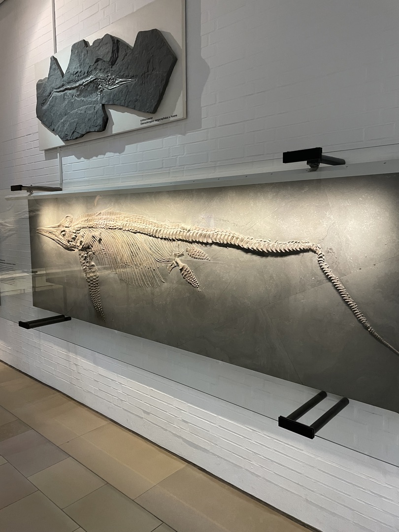 Urweltmuseum Hauff Holzmaden - Galeriebild 10