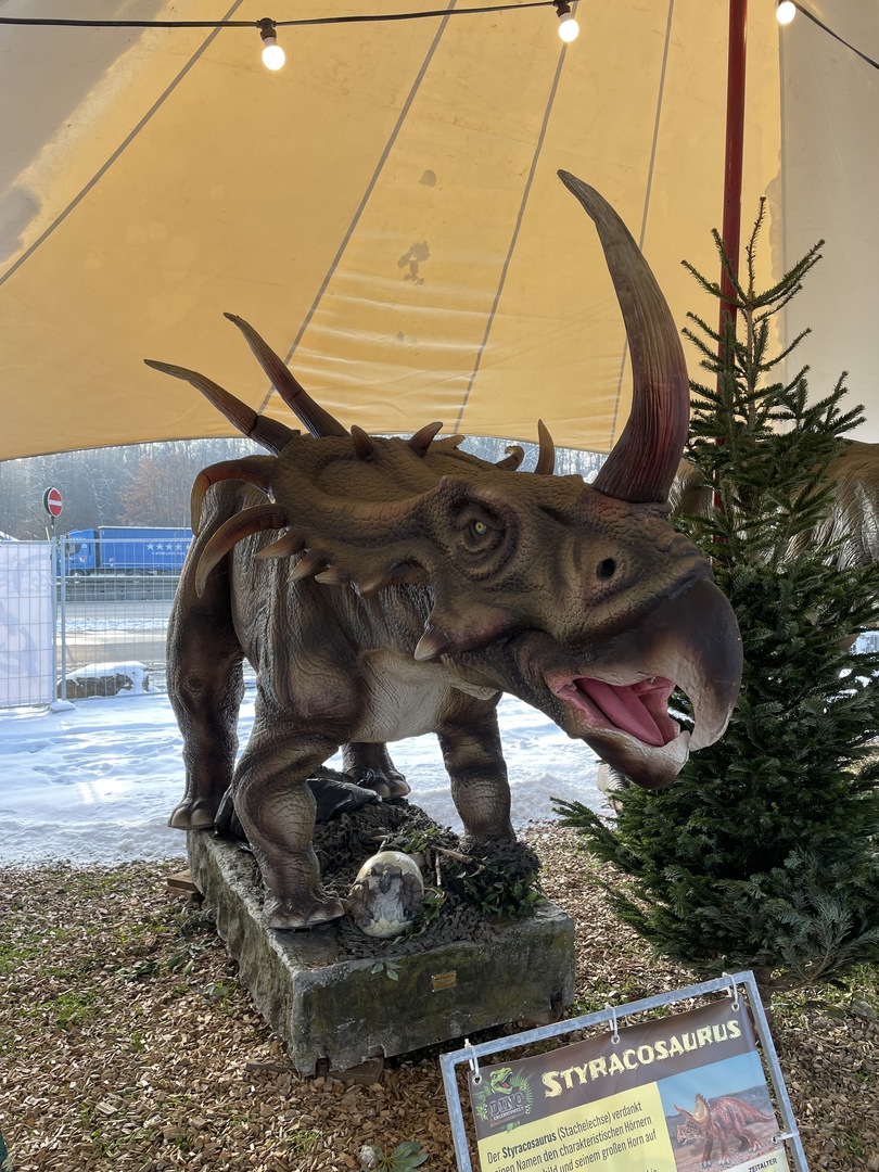 Pflanzen Kölle Stuttgart - Galeriebild 16